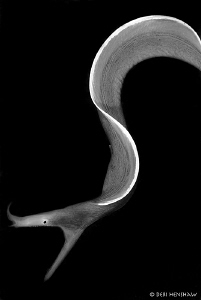 "Black Silk" changed to mono in PS by Debi Henshaw 